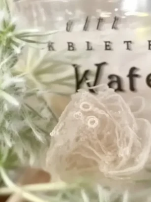 A comparison of water kefir vs milk kefir, showcasing their origins and health benefits.